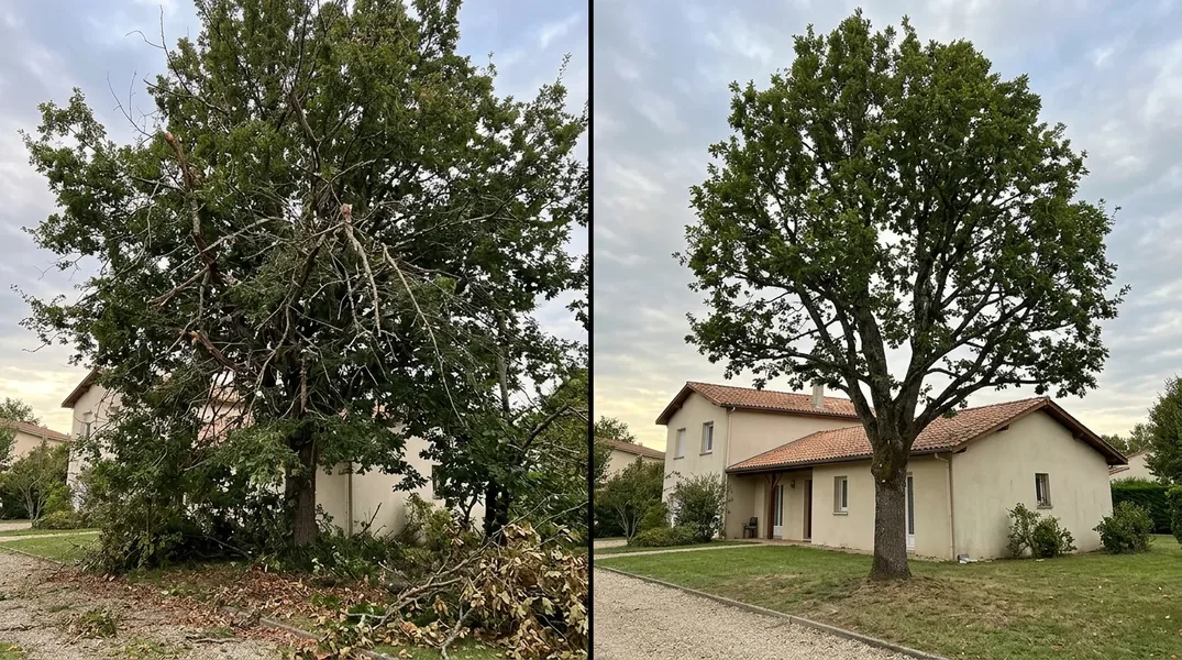 Faut-il une autorisation pour élaguer ou abattre un arbre dans la vieille ville de Belfort ou aux abords de la Citadelle ?