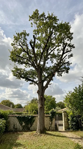 Élagage d'arbre Belfort